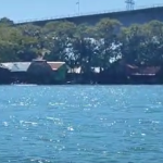 Videos: captan manatís en Río Dulce y autoridades emiten recomendaciones para su protección