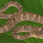 Serpiente venenosa ataca a joven que la protegía para que pobladores no la mataran