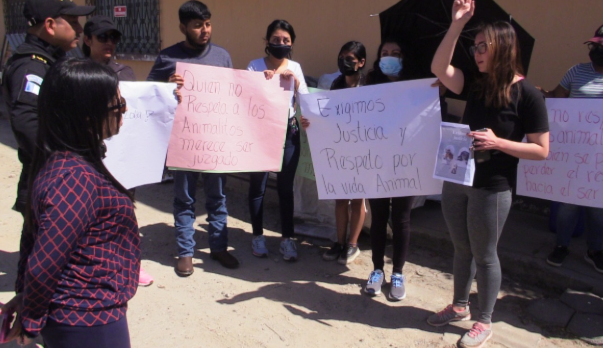 MUERTE DE PERROS EN XELA. PROTESTA