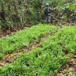 Ejército ubica un posible narcolaboratorio y plantación de hoja de coca en una comunidad de Alta Verapaz