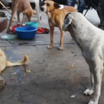 De cuántos salarios mínimos es la multa para una persona que lance veneno a animales en Guatemala