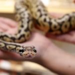 Los detalles del caso de un hombre capturado en Miami por decapitar a una serpiente de un mordisco