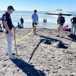 Serpiente venenosa en Puerto de San José: experto detalla qué pudo haber originado que esta buscará refugio en la playa