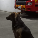 “Era un amigo fiel”: la historia de “Solovino”, el perro que supuestamente fue envenenado en estación de bomberos de Chimaltenango