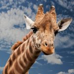 Muere popular jirafa de zoológico decomisado a “Los Cachiros”, un grupo de narcotraficantes en Honduras