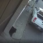 Muerte de perros en Quetzaltenango: Autoridades dan detalles de la denuncia sobre el caso de “Nucita”, “Loba” y “Negrito”