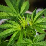 Qué son los endocanabinoides, la sustancia similar al THC de la la marihuana que producimos los humanos (y qué efecto tienen en nuestro cuerpo)