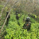 Ubican otras dos plantaciones de hoja de coca en Alta Verapaz e Izabal (en 2023 van erradicados casi 3.5 millones de arbustos)