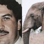 “Pirinolo”: la historia del elefante de Pablo Escobar que acertó el ganador de Qatar 2022