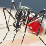 Salud emite alerta institucional por el inicio de la temporada de transmisión del dengue en Guatemala y qué acciones establecerá