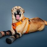 Narcos le cortaron las patas: Cómo cambió la vida de “Pay de Limón”, el perro que compite por ser la mascota favorita de Estados Unidos