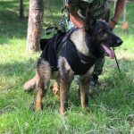 Proteo, el perro rescatista que entregó su vida en busca de víctimas del terremoto en Turquía y Siria