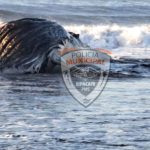 Pobladores reportan el hallazgo de una ballena muerta en la playa de Sipacate, Escuintla