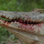 Un caimán mata a una mujer de 85 años que paseaba a su perro en Florida