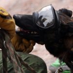 Terremoto en Turquía: Proteo, el perro que murió mientras ayudaba en labores de rescate tendrá un monumento