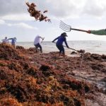 La masa de algas de casi 9.000 km de largo que avanza hacia el Caribe y Florida