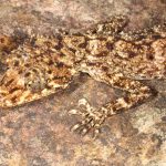 Las características del geco de Cola de Hoja de la Isla Scawfell, descubierto por un científico en Australia