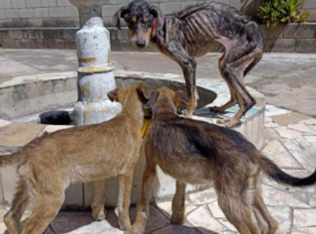 PERROS RESCATADOS UNO
