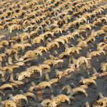 Localizan más de 2 mil cabezas de carnero momificadas que habrían sido para un culto al faraón Ramsés II