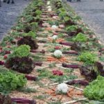 Graban momento en que unos guatemaltecos se llevan las verduras usadas en una alfombra en Antigua Guatemala