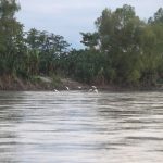 Autoridades brindan detalles sobre el hallazgo del cuerpo de un menor de 13 años en un río en Puerto Barrios