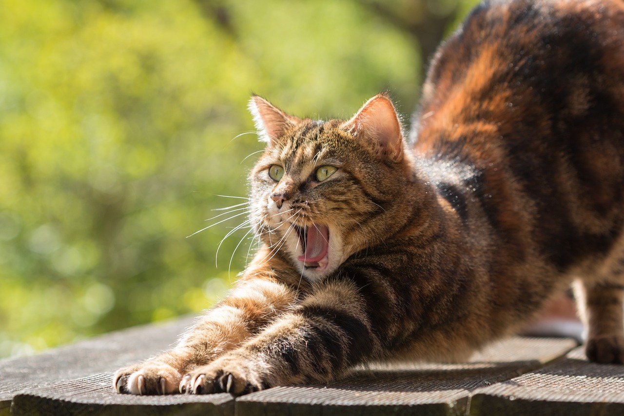 Gato