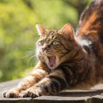 Video muestra cómo un gato se sube en los hombre de un imán de Argelia en pleno rezo nocturno