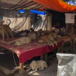 Pratima Devi: La historia de la anciana o “la señora de los perros” que alimenta a 200 animales en su comunidad y aterra a sus vecinos en la India