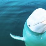 La extraña reaparición de la “ballena espía” rusa en las costas de Suecia