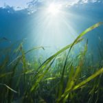 Qué efectos tiene en el planeta el calentamiento de los océanos (más allá de la muerte de la flora y fauna marinas)