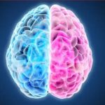 Ni la creatividad está a la derecha ni la lógica a la izquierda: el neuromito de los hemisferios cerebrales