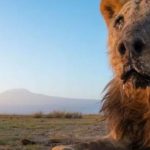 Matan con lanzas a Loonkiito, el león en libertad considerado como uno de los más viejos del mundo