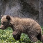 Zoológico La Aurora presenta a oso pardo nacido en cautiverio