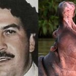 Pablo Escobar: las curiosas esculturas que muestran al narcotraficante en el cuerpo de un hipopótamo