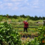 “Para Estados Unidos nosotros no existimos”: migrantes relatan cómo una ley de Florida ensombrece su futuro