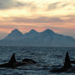 Gladis: la orca que se hizo viral por “enseñar” a atacar veleros y botes y lo que explican los expertos