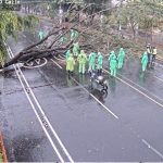 Video muestra el momento en que un árbol casi cae encima de un vehículo en la zona 2