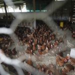 Encuentran varios animales de corral muertos en Tecpán y cuáles son las explicaciones de la población