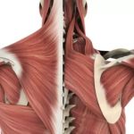 Qué es la fascia, el tejido que recubre nuestro cuerpo y que solemos confundir con las articulaciones o los músculos