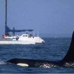 Las posibles razones de los crecientes “ataques” de grupos de orcas contra embarcaciones