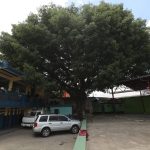 Cómo una ceiba ha provocado preocupación dentro de una escuela ubicada en la zona 1 capitalina