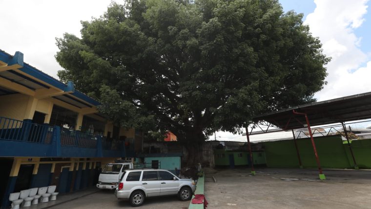 Ceiba en escuela de la zona 1