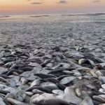 Encuentran miles de peces muertos en una playa de Texas y esto dicen las autoridades sobre las posibles causas