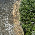 Estudio revela que en 2022 la Tierra perdió un área de selva equivalente a un campo de futbol cada 5 segundos