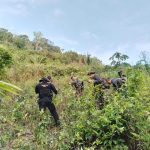Ejército y PNC ubican y destruyen plantaciones de hoja de coca y ubican un narcoloboratorio en una comunidad de Raxruhá, Alta Verapaz