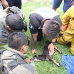 Videos: Bomberos Voluntarios rescatan un perro que quedó atrapado en incendio de casa en la zona 18