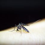 OMS dice que casos de dengue en América pueden aumentar en segundo semestre 2023 y emite recomendación