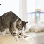 Por qué los gatos “amasan”: el origen del curioso masaje que hacen sobre sus dueños o algunas superficies