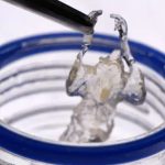 Los ratones transparentes que podrían mejorar los medicamentos contra el cáncer