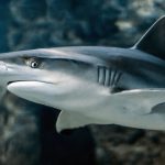 Video: el increíble momento en que un tiburón se acerca a turistas en una playa de Florida